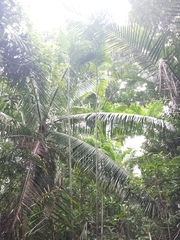 Dypsis psammophila