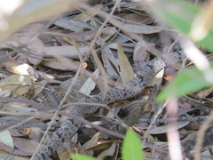 Crotalus lepidus klauberi