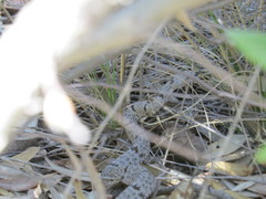 Crotalus lepidus klauberi
