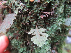 Hymenophyllum frankliniae