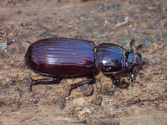 Aulacocyclus edentulus