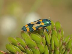 Castiarina flavopicta