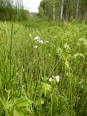 Cardamine pratensis
