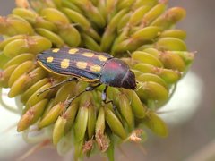 Castiarina xanthopilosa