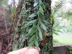 Tmesipteris tannensis