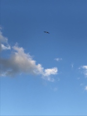 Chroicocephalus ridibundus