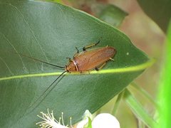 Ellipsidion humerale