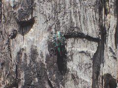 Melobasis purpurascens