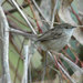 Graceful Prinia - Photo (c) Sergey Yeliseev, some rights reserved (CC BY-NC-ND)