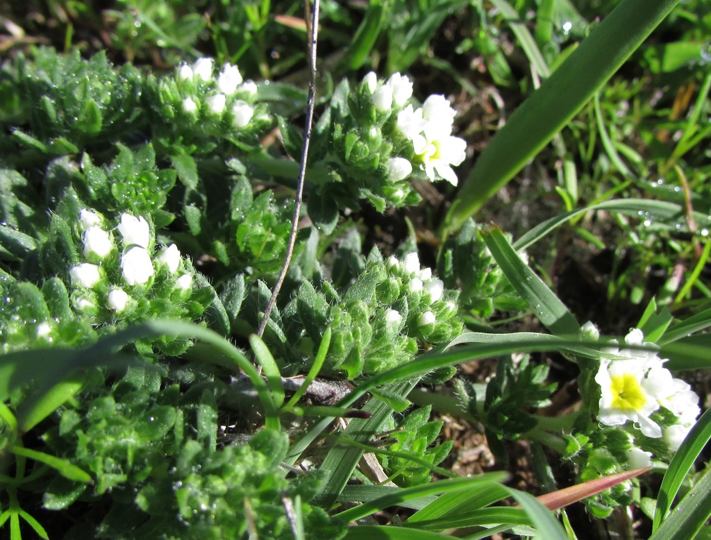 Euploca foliosissima