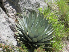 Agave parryi