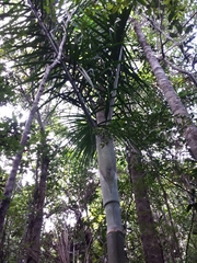 Dypsis hovomantsina