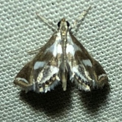 Chrysendeton imitabilis