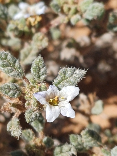 Tiquilia litoralis (Tiquilia litoralis)