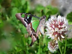 Graphium macleayanus moggana