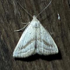 Macrochilo hypocritalis