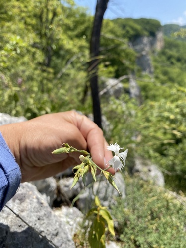 Image of Dianthus fragrans by (c) Наталья Пикалова, some rights reserved (CC BY)