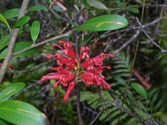 Grevillea parvula