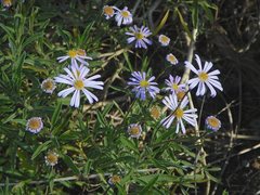 Olearia picridifolia