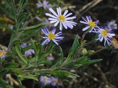 Olearia picridifolia