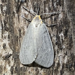 Pagara simplex