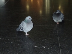 Columba livia domestica