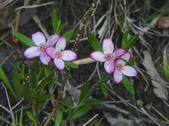 Cyanothamnus polygalifolius
