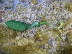 Green Spoon Worm