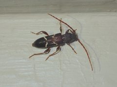 Ectosticta cleroides