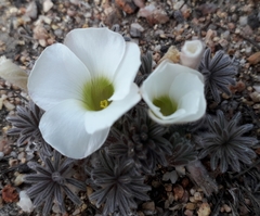 Oxalis tomentosa