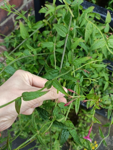 Jasminum beesianum, photograph 6