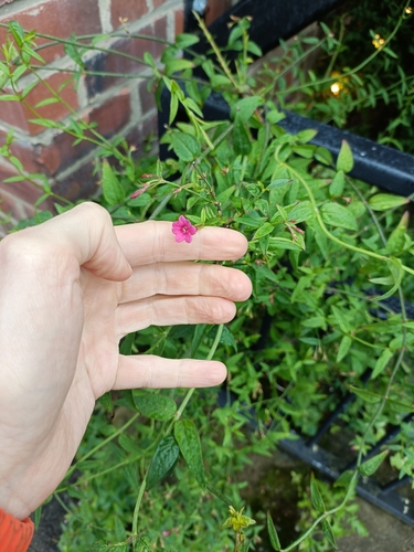 Image of Jasminum beesianum by (c) Adam Leigh, some rights reserved (CC BY)