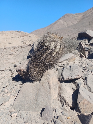 Copiapoa megarhiza