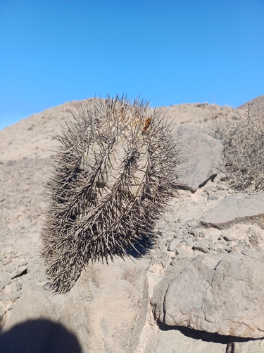Copiapoa megarhiza