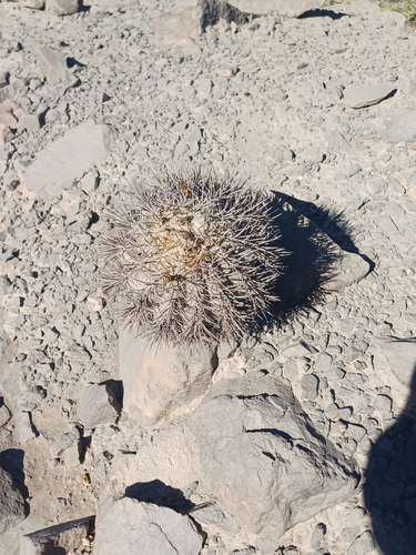 Copiapoa megarhiza
