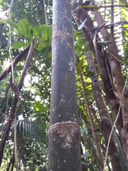 Dypsis psammophila