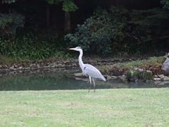 Ardea cinerea