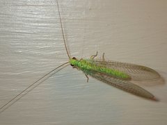 Plesiochrysa ramburi