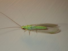 Plesiochrysa ramburi