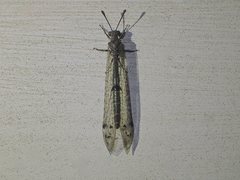Bandidus canifrons