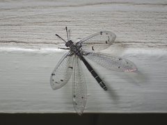 Bandidus canifrons