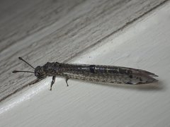 Bandidus canifrons