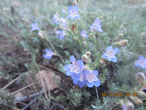 Penstemon linarioides ssp. linarioides