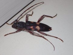 Phoracantha punctata