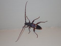 Phoracantha punctata