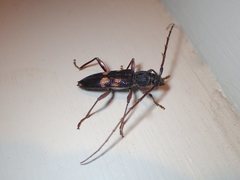 Phoracantha punctata