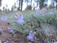 Penstemon linarioides linarioides
