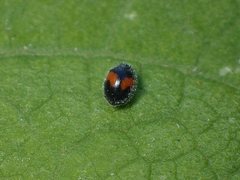 Diomus notescens