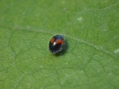 Diomus notescens