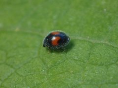 Diomus notescens